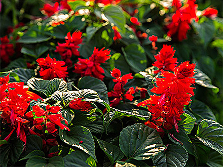 江南登录入口种植基地四